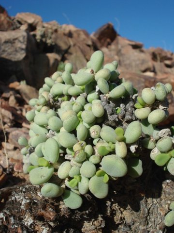 Portulacaria